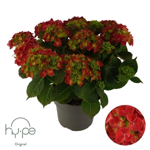 HYDR GARDEN RED P23 10FL