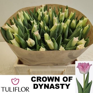 TU CO CROWN  DYNASTY
