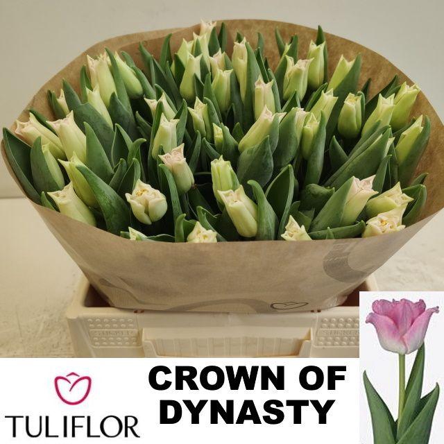 <h4>TU CO CROWN  DYNASTY</h4>