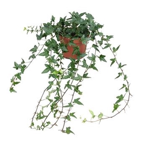HEDERA HELIX SHAMROCK 50/60CM