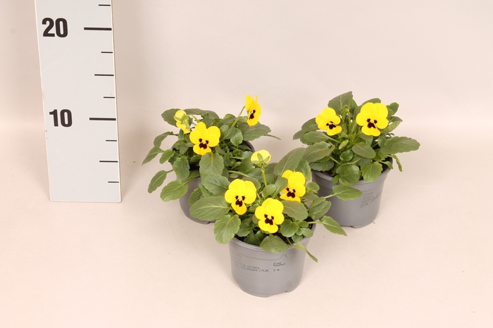 <h4>Viola cornuta F1 Yellow with Blotch</h4>