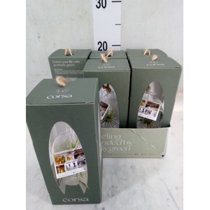 Arr.  Tillandsia L%