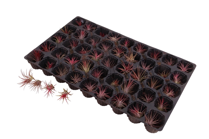 <h4>TILLANDSIA IONANTHA</h4>