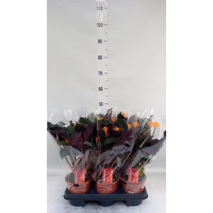 Calathea crocata