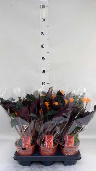<h4>Calathea crocata</h4>