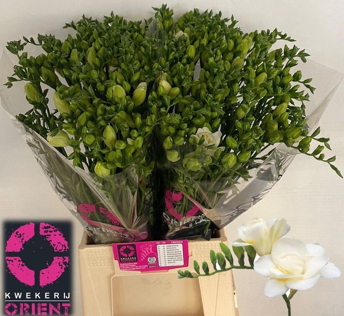 <h4>Freesia du Volante</h4>