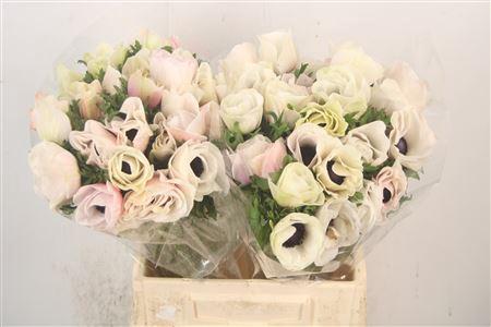 <h4>Anem Mistral White Rosado X L X25</h4>