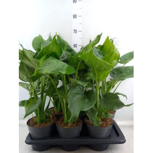 Alocasia cucullata