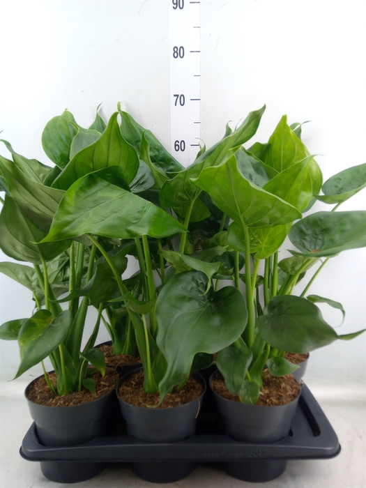 <h4>Alocasia cucullata</h4>