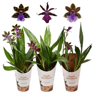 Zygopetalum 1 tak 4+ knop mix 12 cm