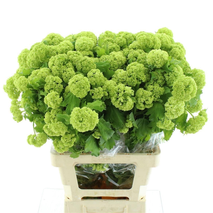 <h4>Viburnum Roseum 2+</h4>