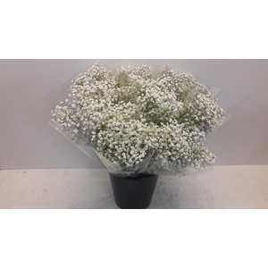 Mono Gyps Xlence x5