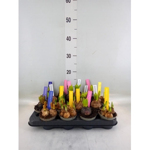Bolbloemen   ...mix