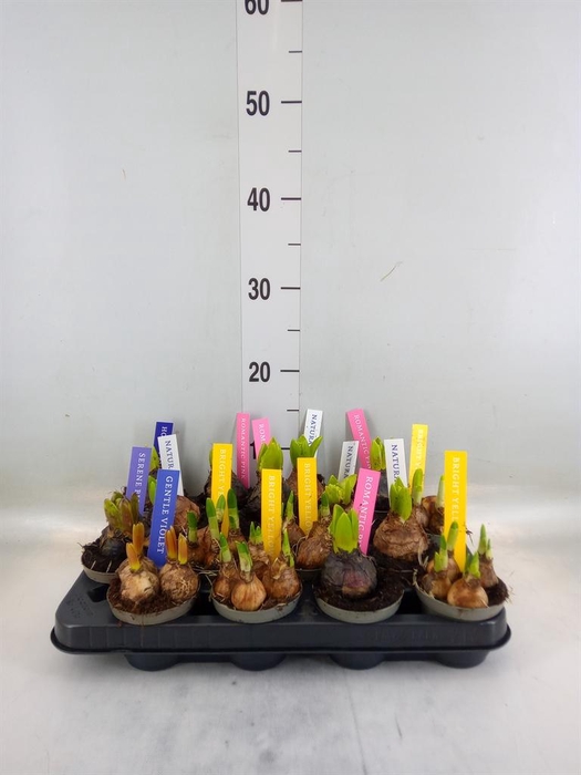 <h4>Bolbloemen   ...mix</h4>