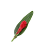 Zingiber Red
