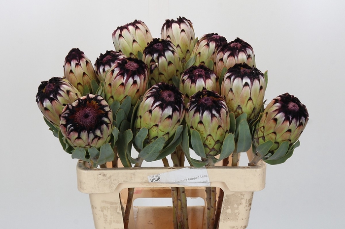 <h4>Protea Niobe</h4>