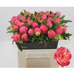 PAEO HH PINK HAWAI C