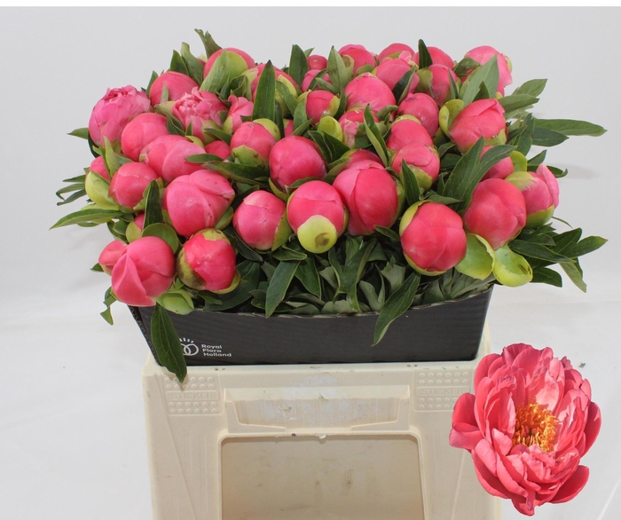 <h4>PAEO HH PINK HAWAI C</h4>