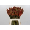 Kniphofia Alcazar