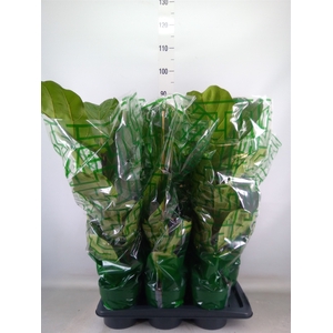Ficus lyrata