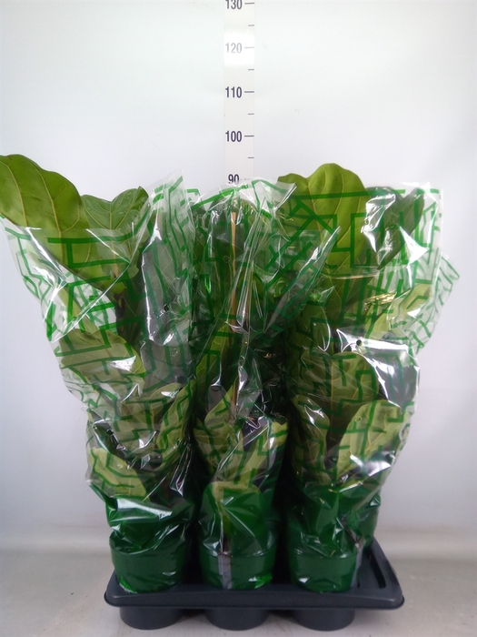 <h4>Ficus lyrata</h4>