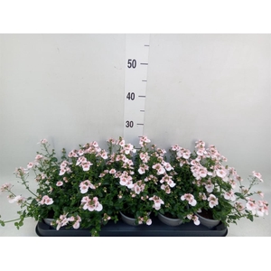 Diascia  'Piccadilly Appleblossom'