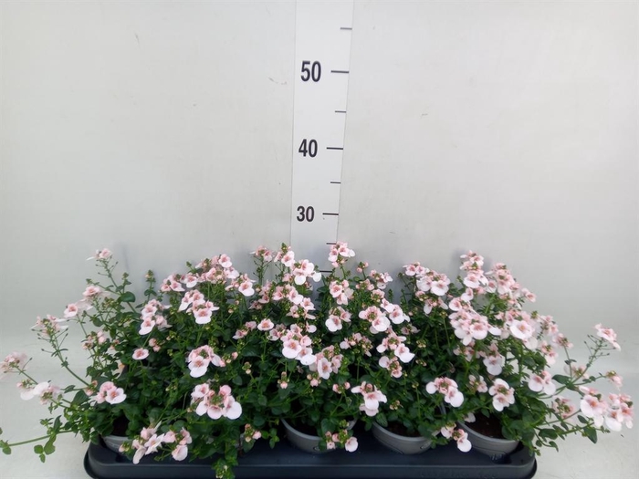 <h4>Diascia  'Piccadilly Appleblossom'</h4>