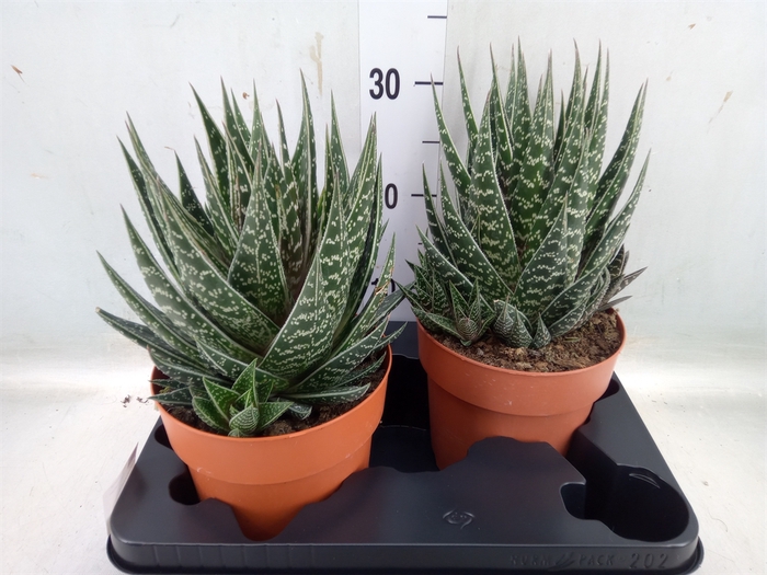 <h4>Aloe aristata 'Tiki Tahi'</h4>