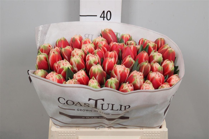 <h4>Tu Du Everton</h4>