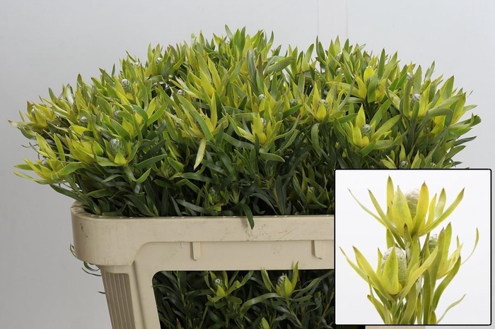 <h4>LEUCAD PIZZA</h4>