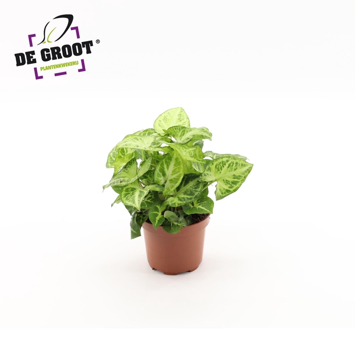 <h4>Syngonium Arrow</h4>