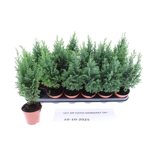 Chamaecyparis law. Ellwoodii 9Ø 31cm