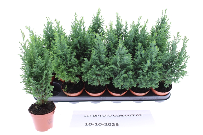 Chamaecyparis law. Ellwoodii 9Ø 31cm