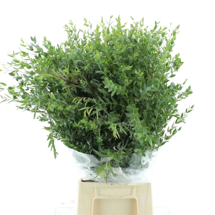 <h4>Euca Parvifolia 300gr</h4>