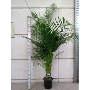 Dypsis lutescens   ...Chrysalidoca