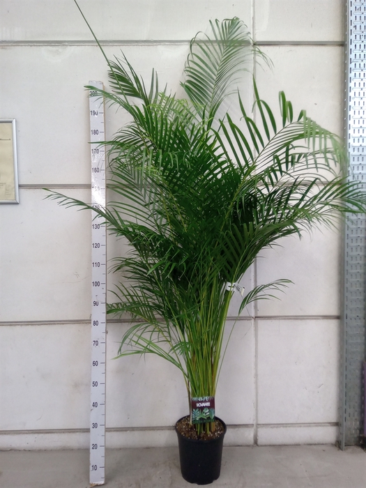 <h4>Dypsis lutescens   ...Chrysalidoca</h4>