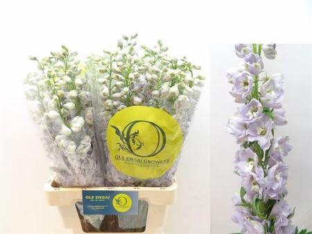 <h4>Delph Du Ov L.pink</h4>