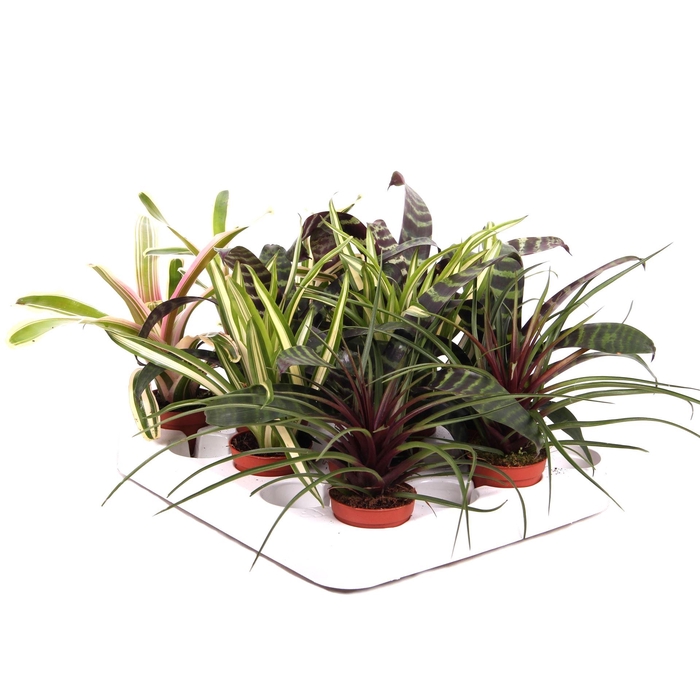 <h4>Bromelia   ...mix</h4>