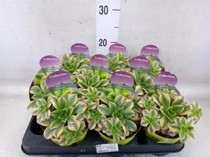 <h4>Cactus   ...</h4>