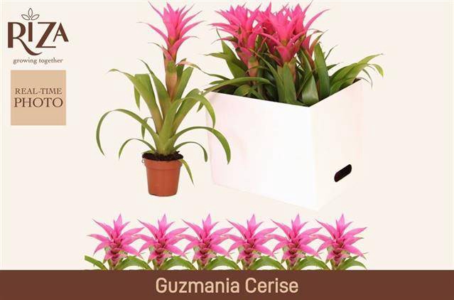 <h4>GUZM SUERTE CERISE</h4>