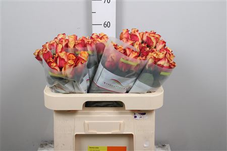 <h4>Rosa large pebbles</h4>