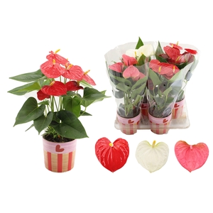 Anthurium 12 cm 3 color mix in Romee ceramics