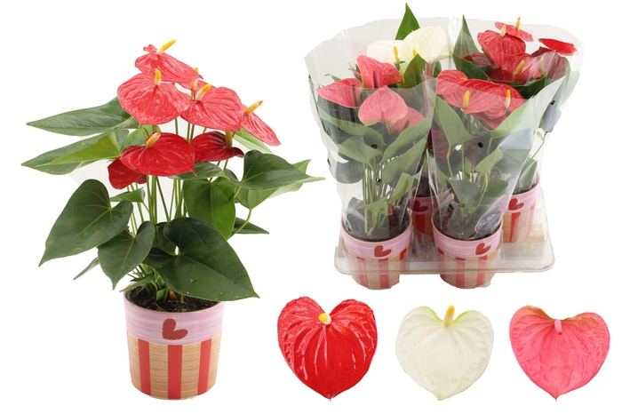 <h4>Anthurium 12 cm 3 color mix in Romee ceramics</h4>