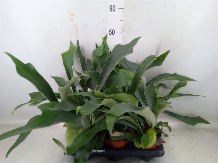 <h4>Platycerium bifurc.</h4>