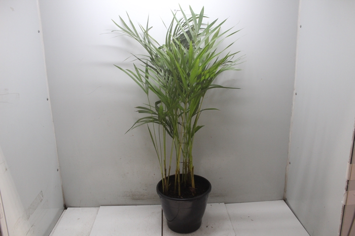 <h4>ARECA BAMBU P24</h4>