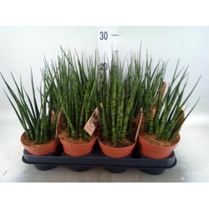 Sansevieria  'Fernwood'