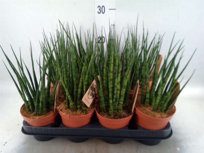 <h4>Sansevieria 'Fernwood'</h4>
