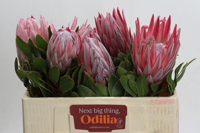 <h4>PROTEA CYNAROIDES</h4>