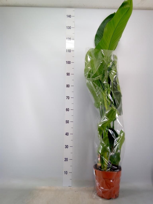 <h4>Strelitzia nicolai</h4>