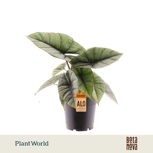 Alocasia Platinum